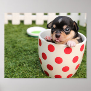 Teacup Chihuahua Puppy Poster