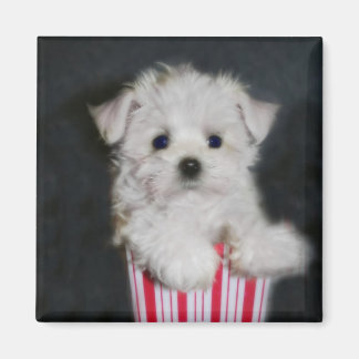 teacup maltese magnet
