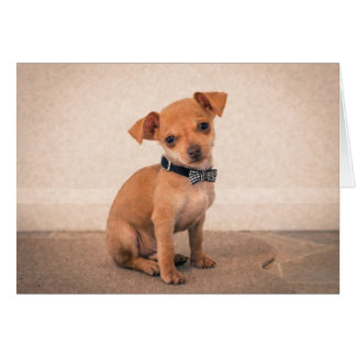 Teacup Puppy