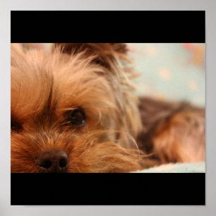 Teacup Yorkshire Puppy Poster