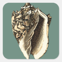 Teal Conch Shell