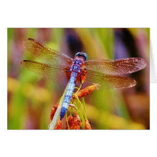Teal Dragonfly on sedge