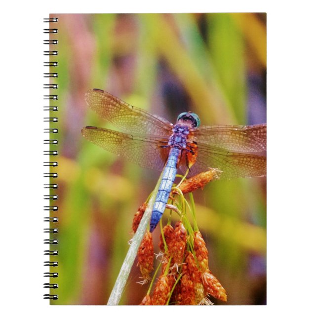 Teal Dragonfly on sedge Notebook (Front)
