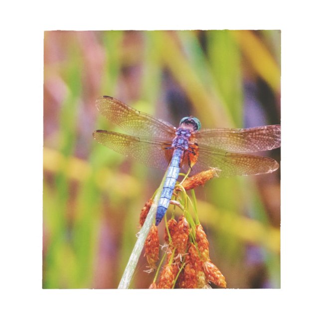 Teal Dragonfly on sedge Notepad (Front)