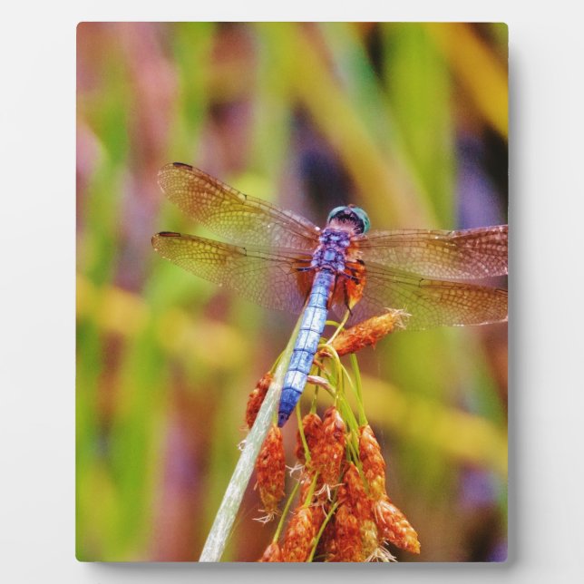 Teal Dragonfly on sedge Plaque (Front)