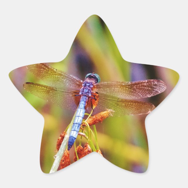Teal Dragonfly on sedge Star Sticker (Front)