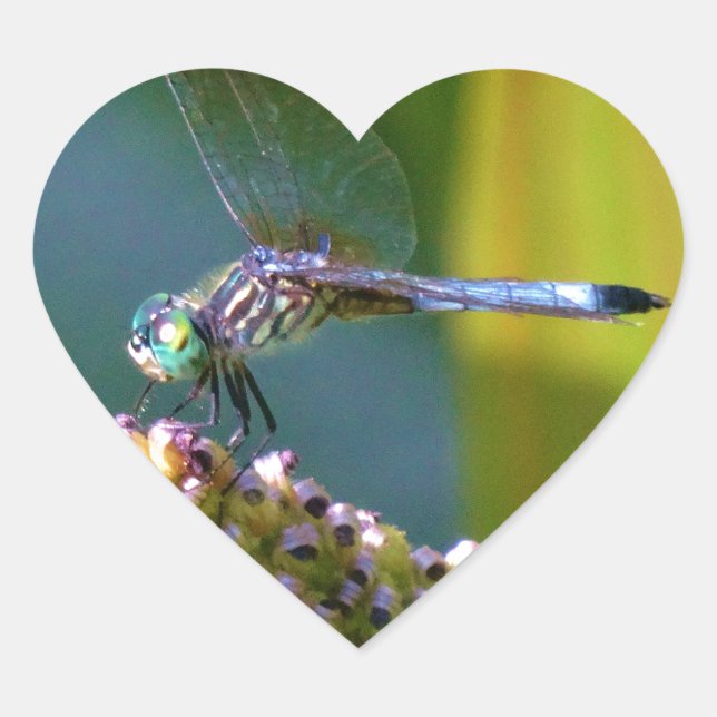 Teal eyed Dragonfly Heart Sticker (Front)