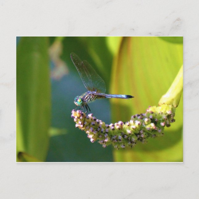 Teal eyed Dragonfly Postcard (Front)