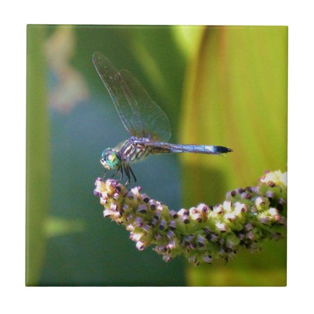 Teal eyed Dragonfly Tile (Front)