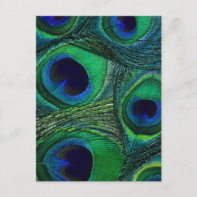 Teal Green Blue Peacock Feather Print / Pattern Postcard (Front)