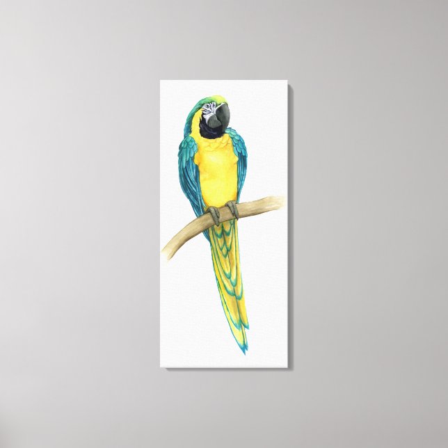 Teal Macaw Canvas Print (Front)