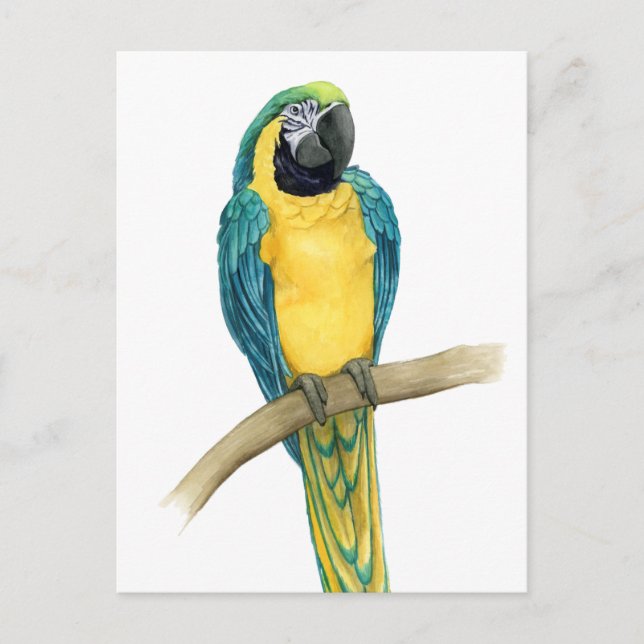 Teal Macaw Postcard (Front)