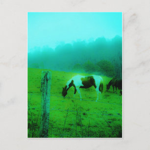 Teal mist Reto coloured painted pony Horse Postcard