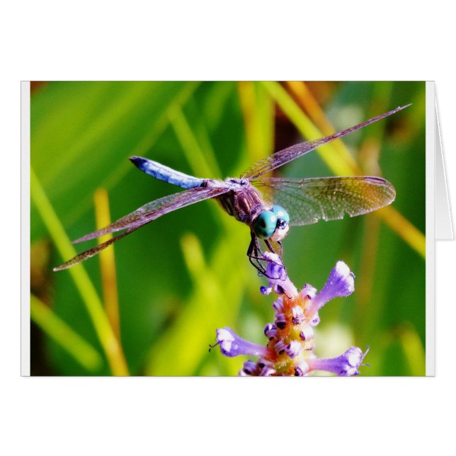 Teal & purple Dragonfly (Front Horizontal)