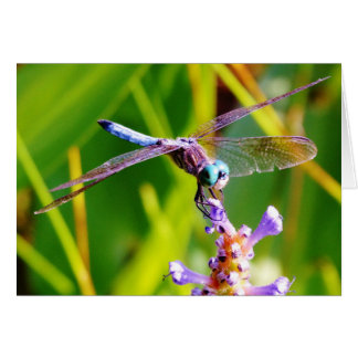 Teal & purple Dragonfly