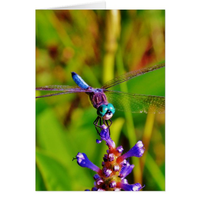 Teal Rainbow Dragonfly (Front)