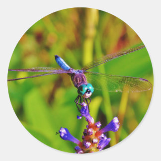 Teal Rainbow Dragonfly Classic Round Sticker