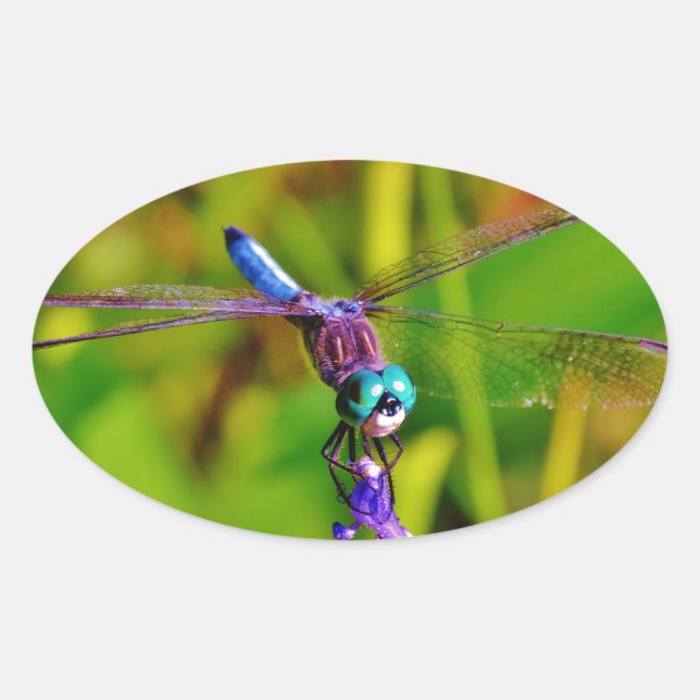 Teal Rainbow Dragonfly Oval Sticker (Front)