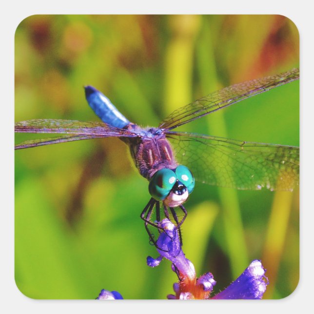 Teal Rainbow Dragonfly Square Sticker (Front)