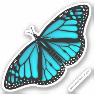 teal turquoise blue butterfly