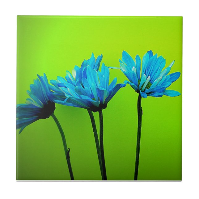 Teal Turquoise Daisies on Lime Green Flowers Gifts Tile (Front)