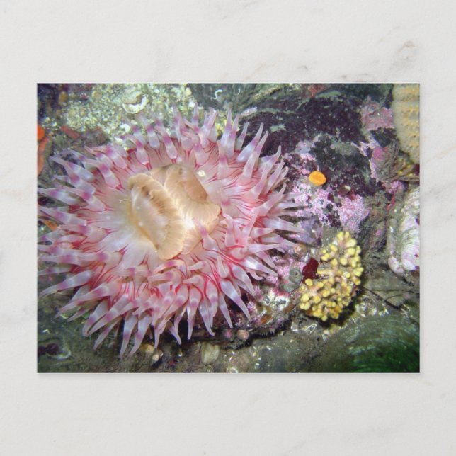 Tealia Peint Anemone - Carte postale (Devant)