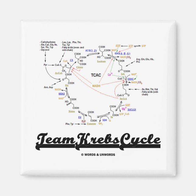 Team Krebs Cycle (Citric Acid Cycle - TCAC) Magnet (Front)