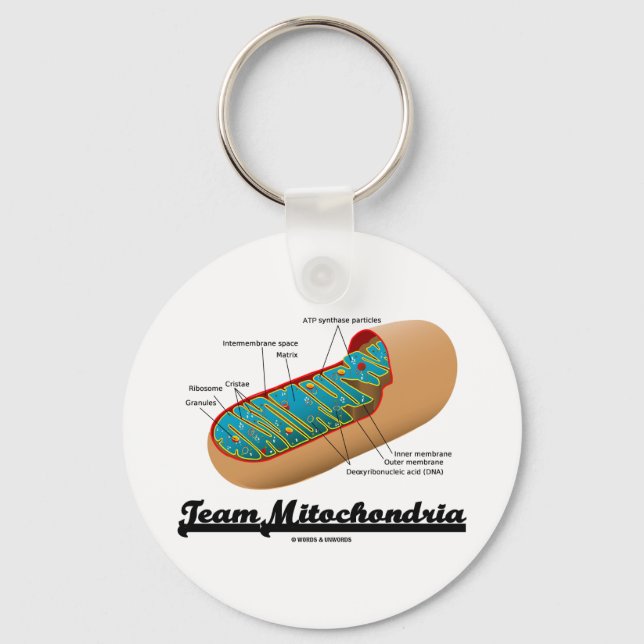 Team Mitochondria (Mitochondrion Humour) Keychain (Front)