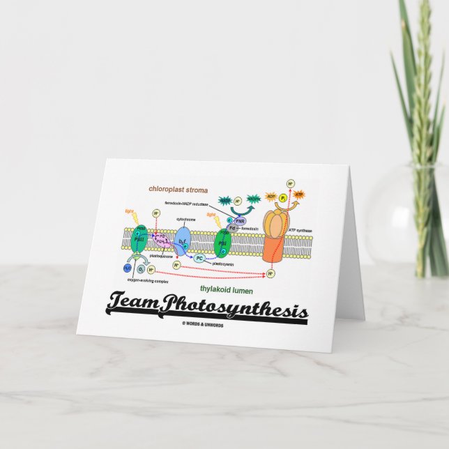Team Photosynthesis (Light-Dependent Reactions) Card (Front)