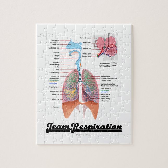 Team Respiration (Respiratory System) Jigsaw Puzzle (Vertical)