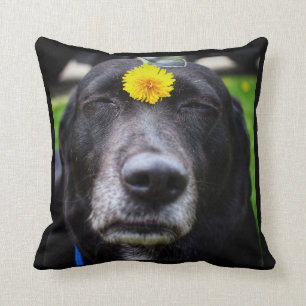 Team Sweetie the Meme Dog Pillow