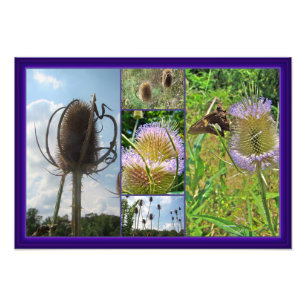 Teasel Thistle - Dipsacus fullonum Photo Print