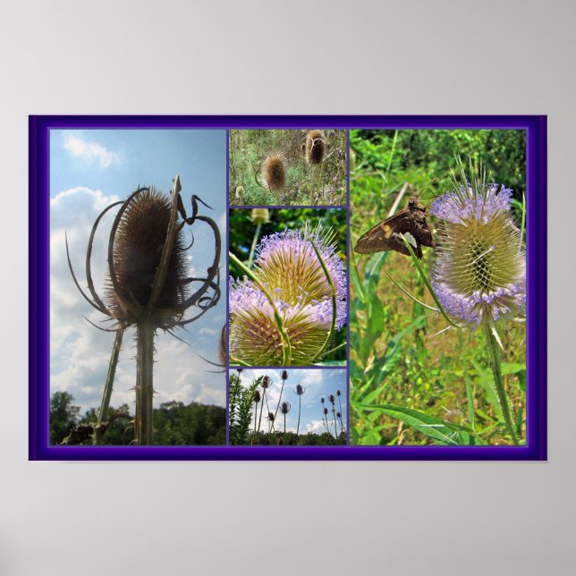Teasel Thistle - Dipsacus fullonum Poster (Front)