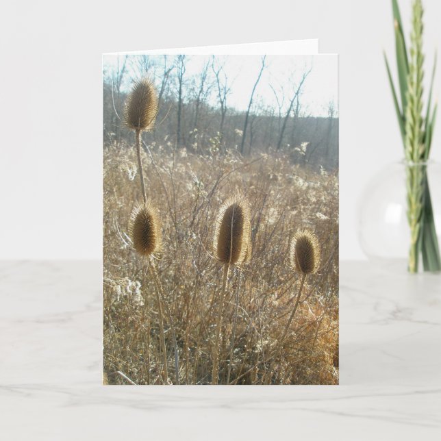 Teasels Card (Front)