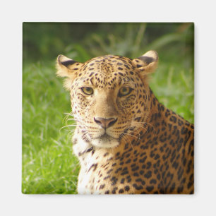 TecBoy.net Magnet - Leopard