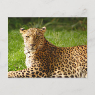 TecBoy Postcard - Leopard