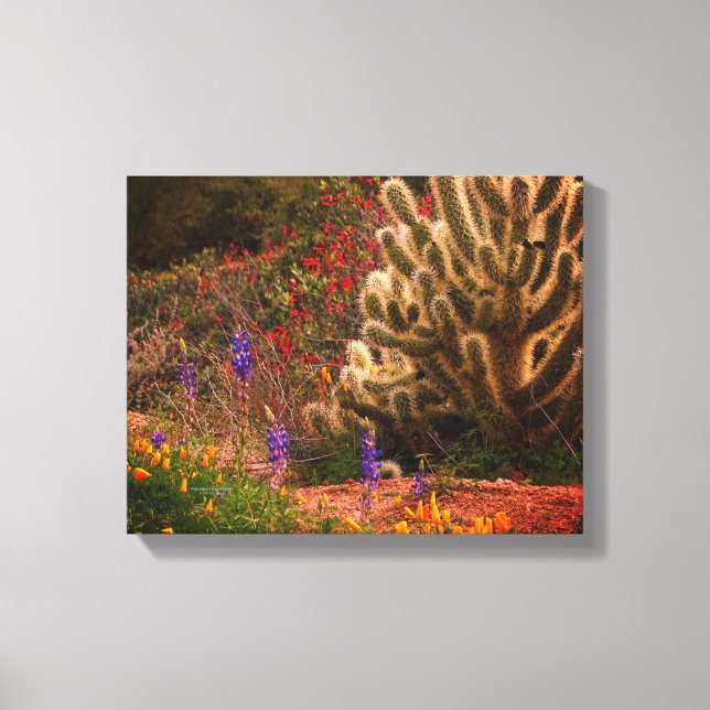 Teddy Bear Cholla Cactus Wildflowers Desert Scene Canvas Print (Front)