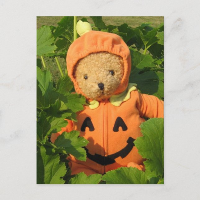 Teddy Bear in the Pumpkin Patch Postcard (Front)
