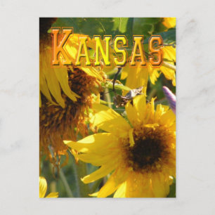 Teddy Bear Sunflowers: Kansas Postcard