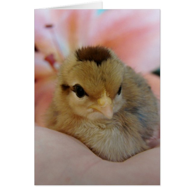 Teeny in my  hand (Front)