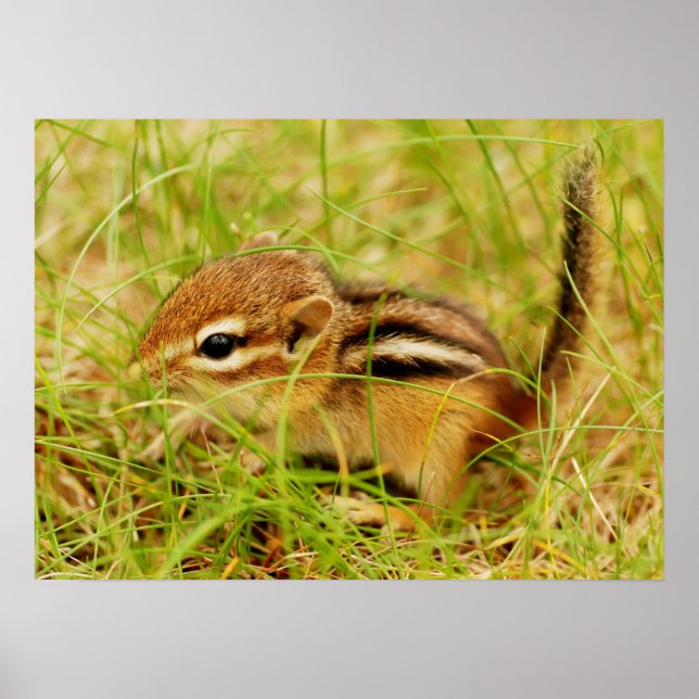 Teeny Tiny Baby Chipmunk Poster (Front)