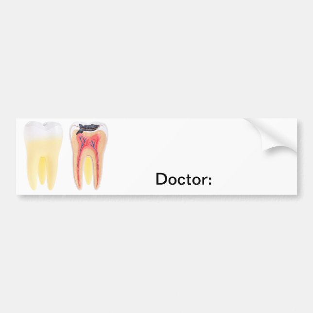 Teeth Anatomy Bumper Sticker (Front)