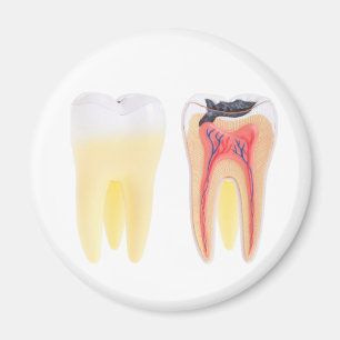 Teeth Anatomy Magnet