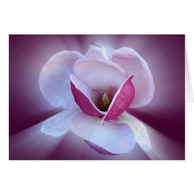 teintes magnolia roses (Devant horizontal)