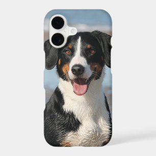Téléchargez n'importe quelle photo d'animaux ou de