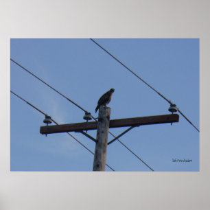 Telephone Pole Perch Poster