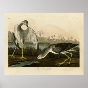 Tell-tale Godwit, Snipe - Audubon Birds of America Poster