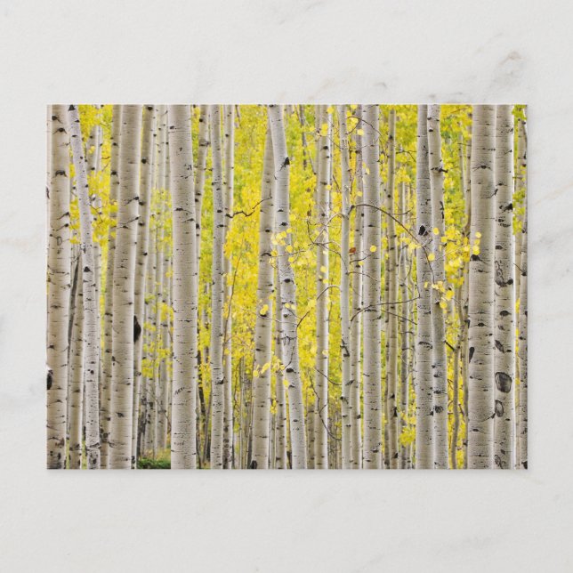Telluride Aspens... Postcard (Front)