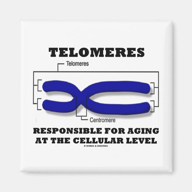 Telomeres Responsible For Aging At Cellular Level Magnet (Front)