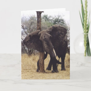 Tembo (Elephant) Scratching Card